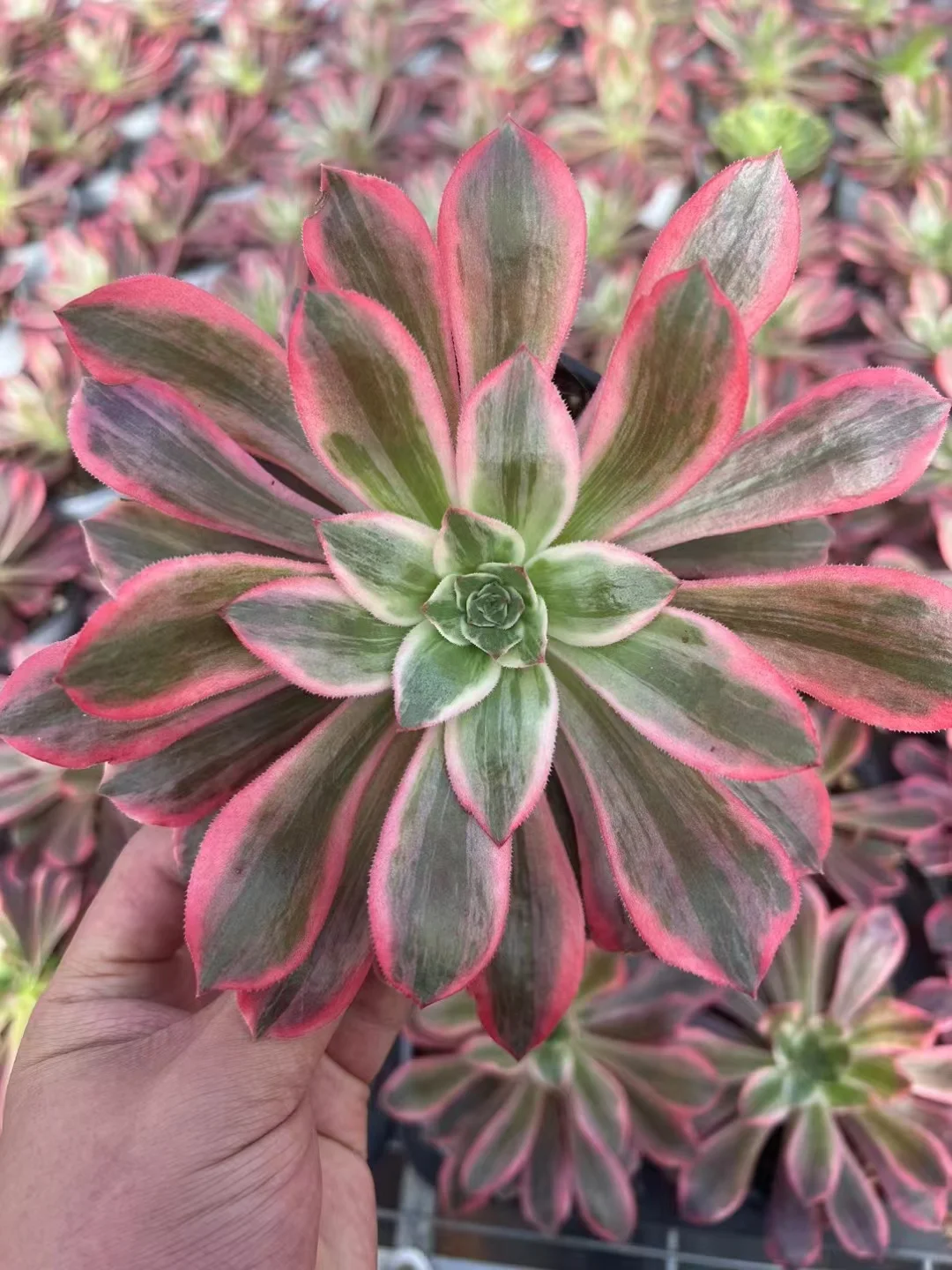 plant Aeonium Echeveria Haworthia  Caudex  Lithops Cactus  Agave 