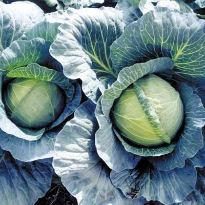 Cabbage Early Thunder F1 Jonyparkseed®