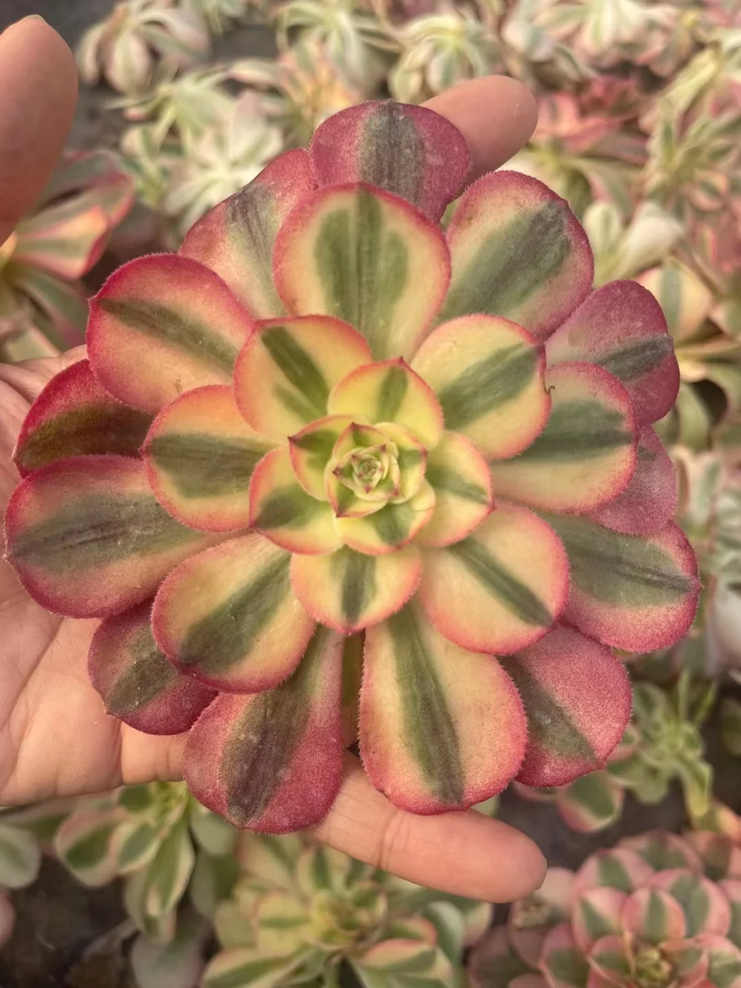 plant Aeonium Echeveria Haworthia  Caudex  Lithops Cactus  Agave 