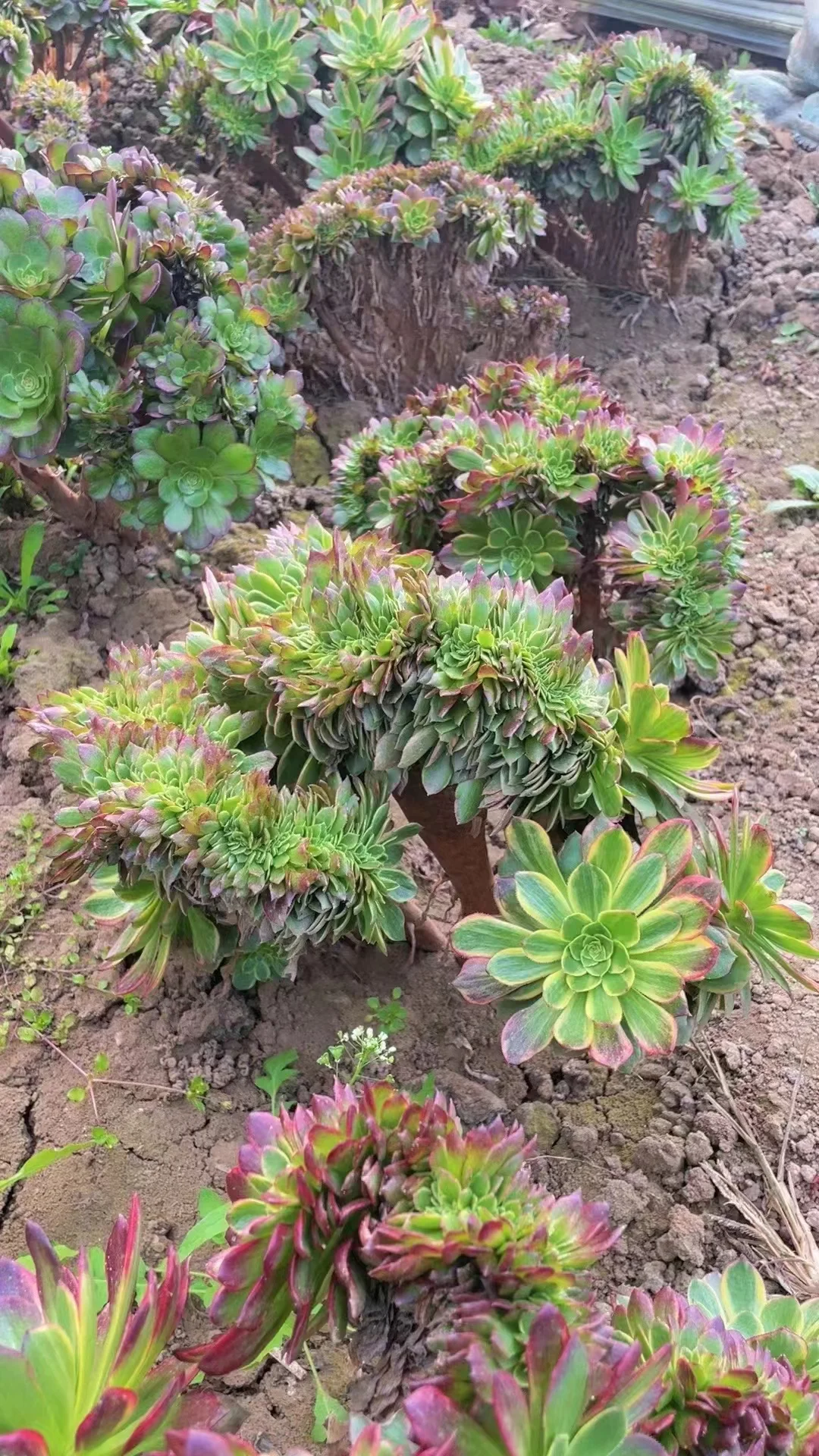 84. Halloween yellow brocade crested / Aeonium crested / Succulent plants / Garden landscape / Carefully select healthy plants