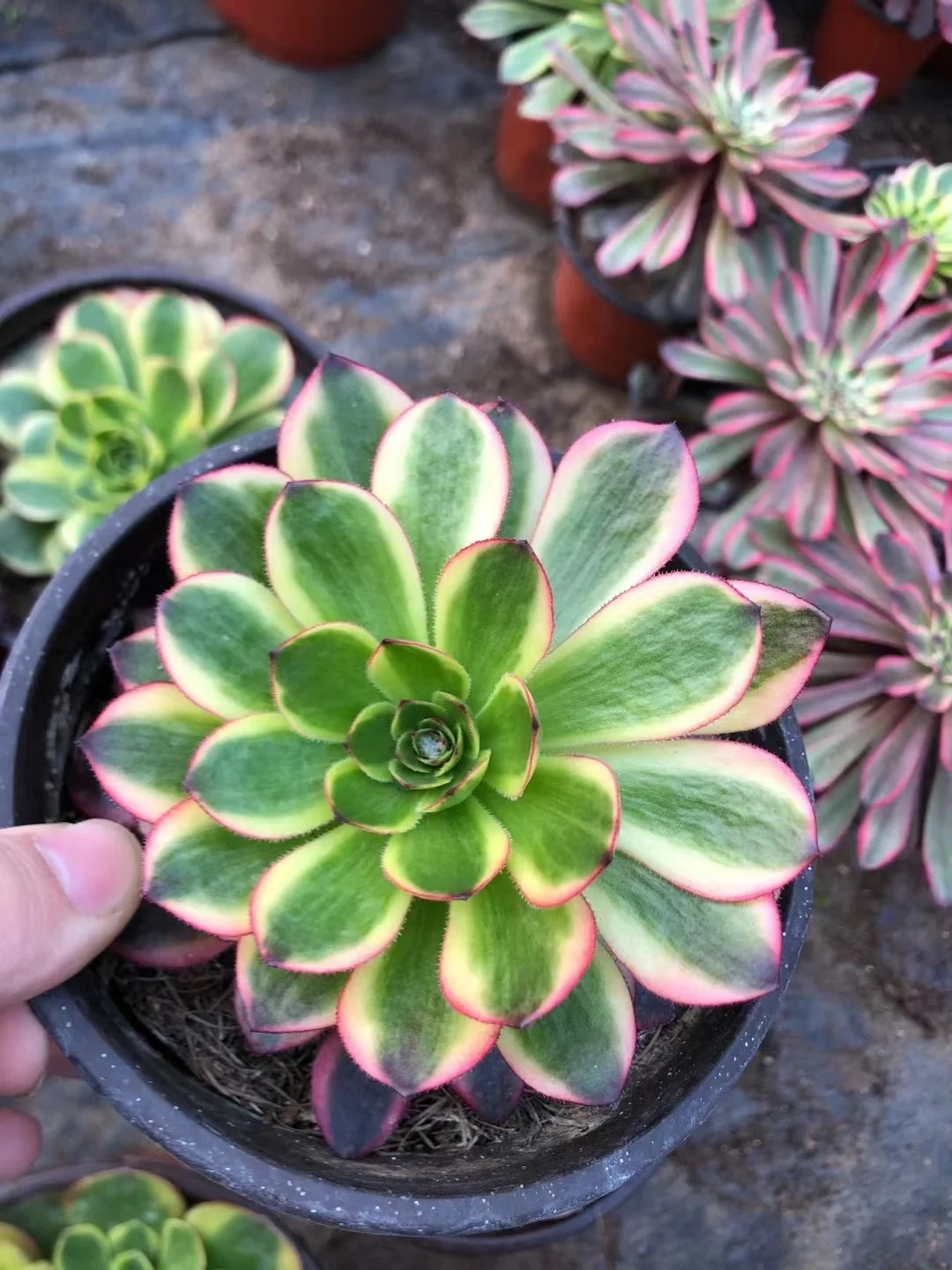 plant Aeonium Echeveria Haworthia  Caudex  Lithops Cactus  Agave 