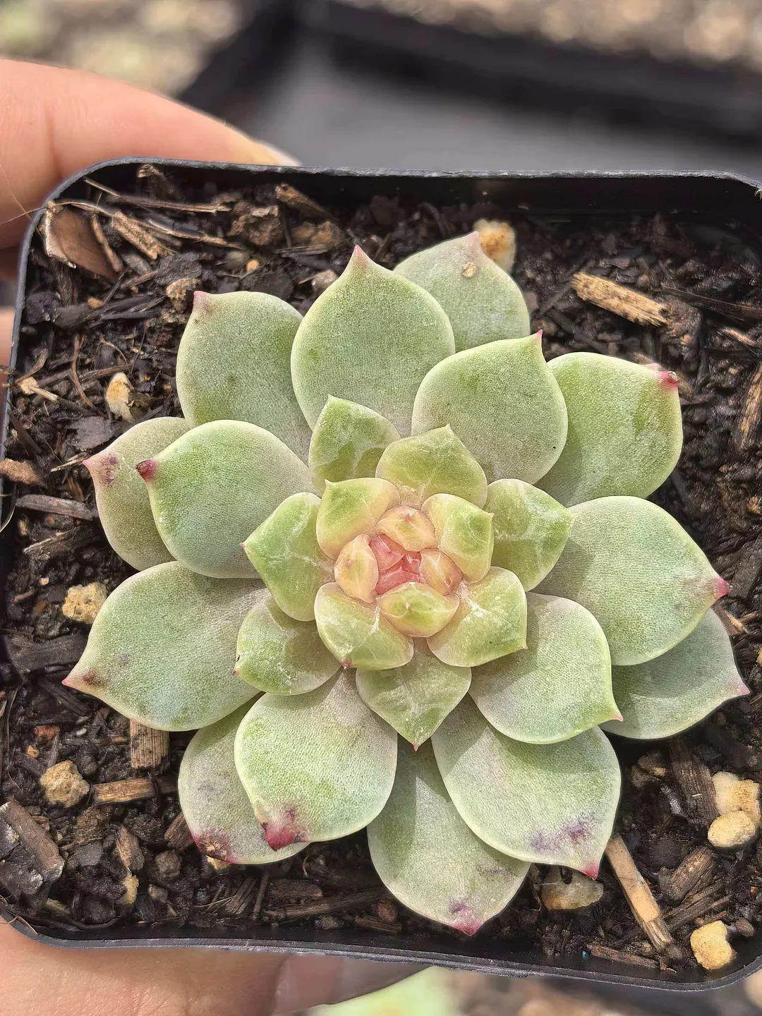 plant Aeonium Echeveria Haworthia  Caudex  Lithops Cactus  Agave 