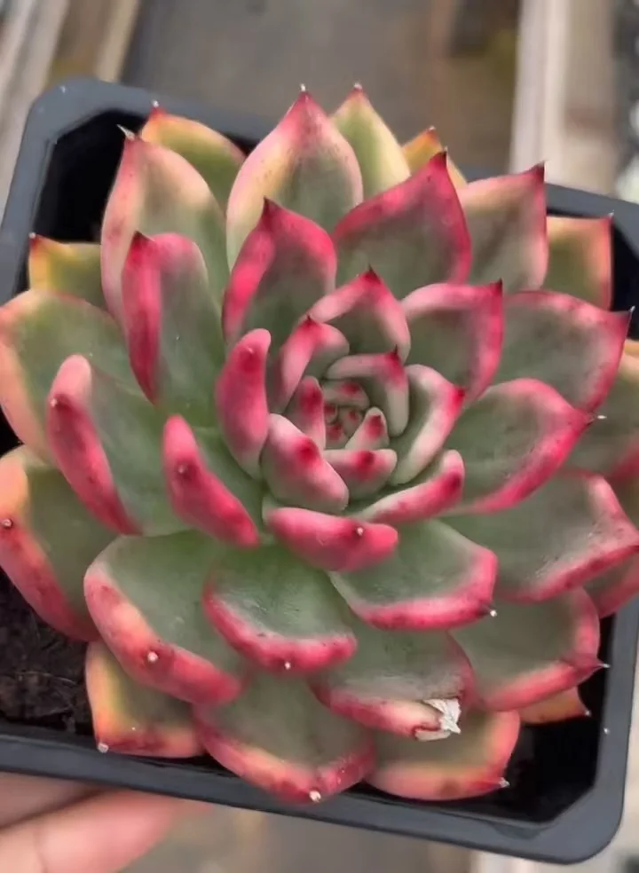 plant Aeonium Echeveria Haworthia  Caudex  Lithops Cactus  Agave 