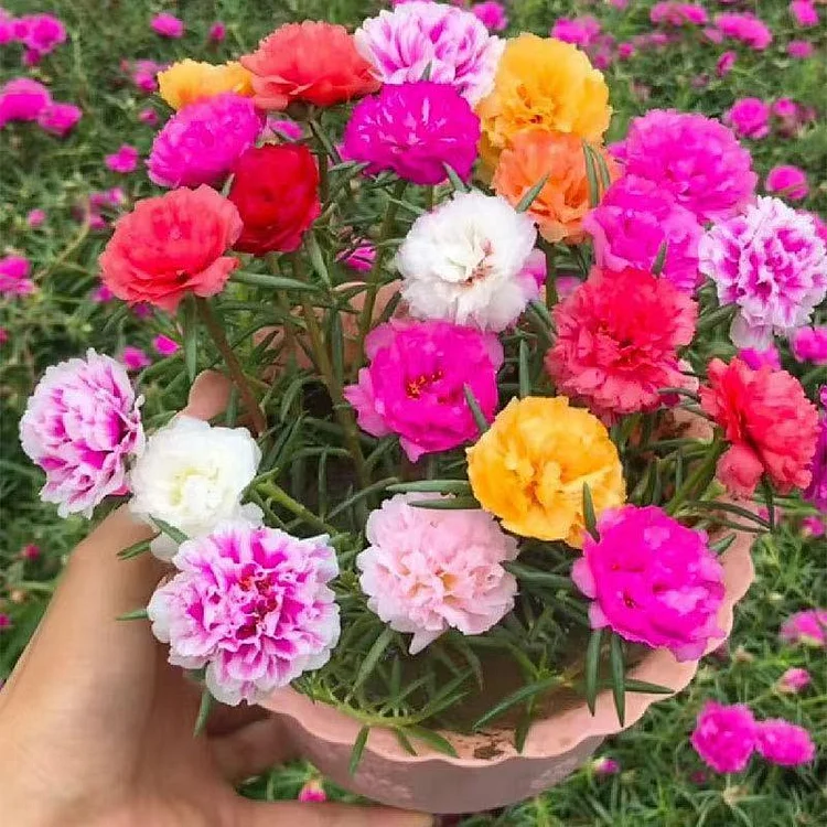 How to Plant and Grow Moss Rose