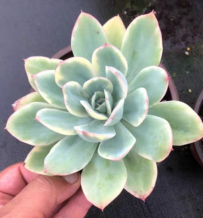 plant Aeonium Echeveria Haworthia  Caudex  Lithops Cactus  Agave 