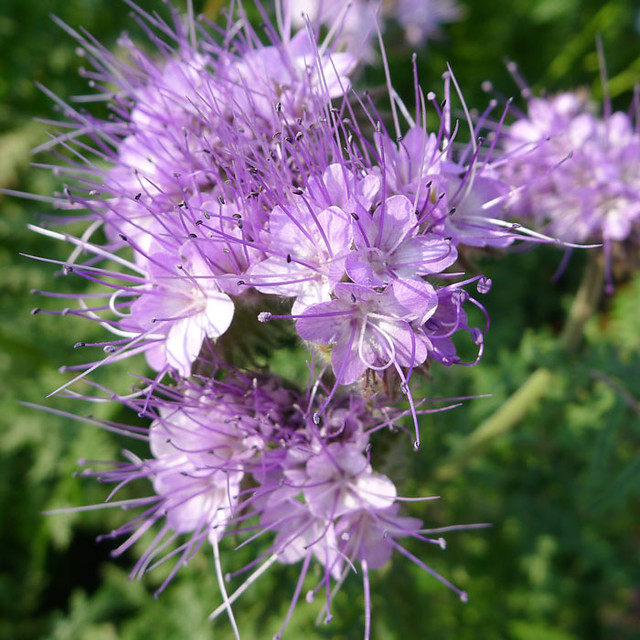 💜Lacy Phacelia Seeds Jonyparkseed®