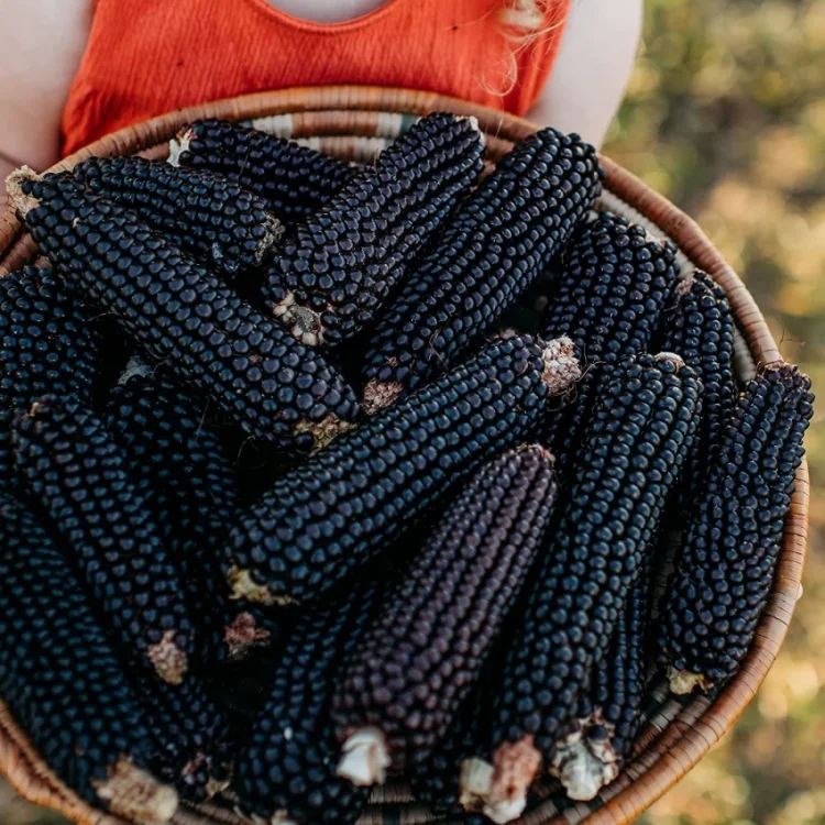 Black Corn Seeds-Organic Maiz Morado