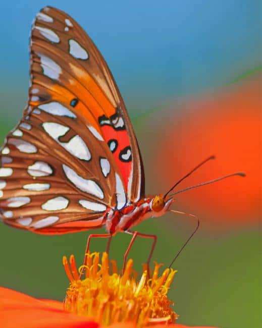 

Breathtaking Butterfly – Paint By Numbers - 40*50CM, 501 Original