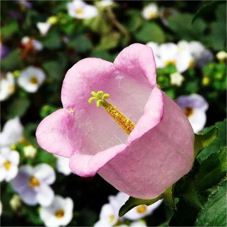 Chimes Flowers Seeds