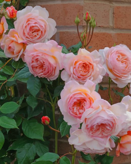 

Rose Flowers – Paint By Numbers - 40*50CM, 501 Original