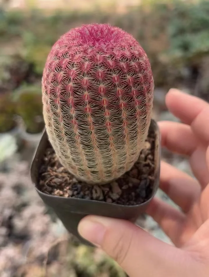 plant Aeonium Echeveria Haworthia  Caudex  Lithops Cactus  Agave 