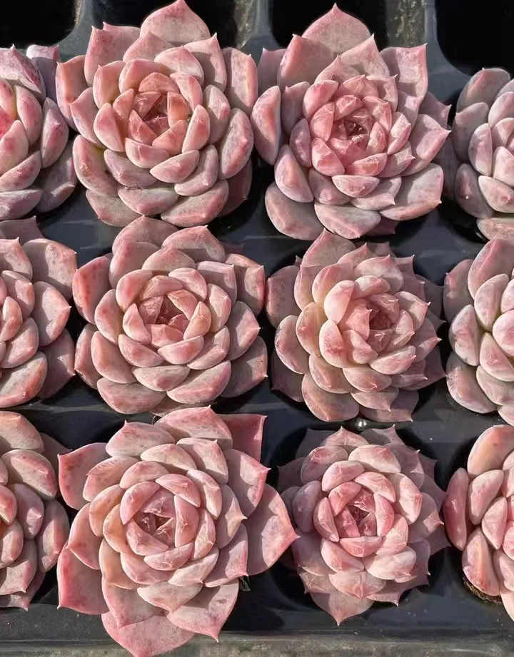 plant Aeonium Echeveria Haworthia  Caudex  Lithops Cactus  Agave 