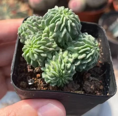 plant Aeonium Echeveria Haworthia  Caudex  Lithops Cactus  Agave 