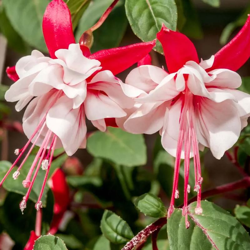 🧚🏼Fuchsia Flowers Seeds-Dancing Elf🪴Bonsai