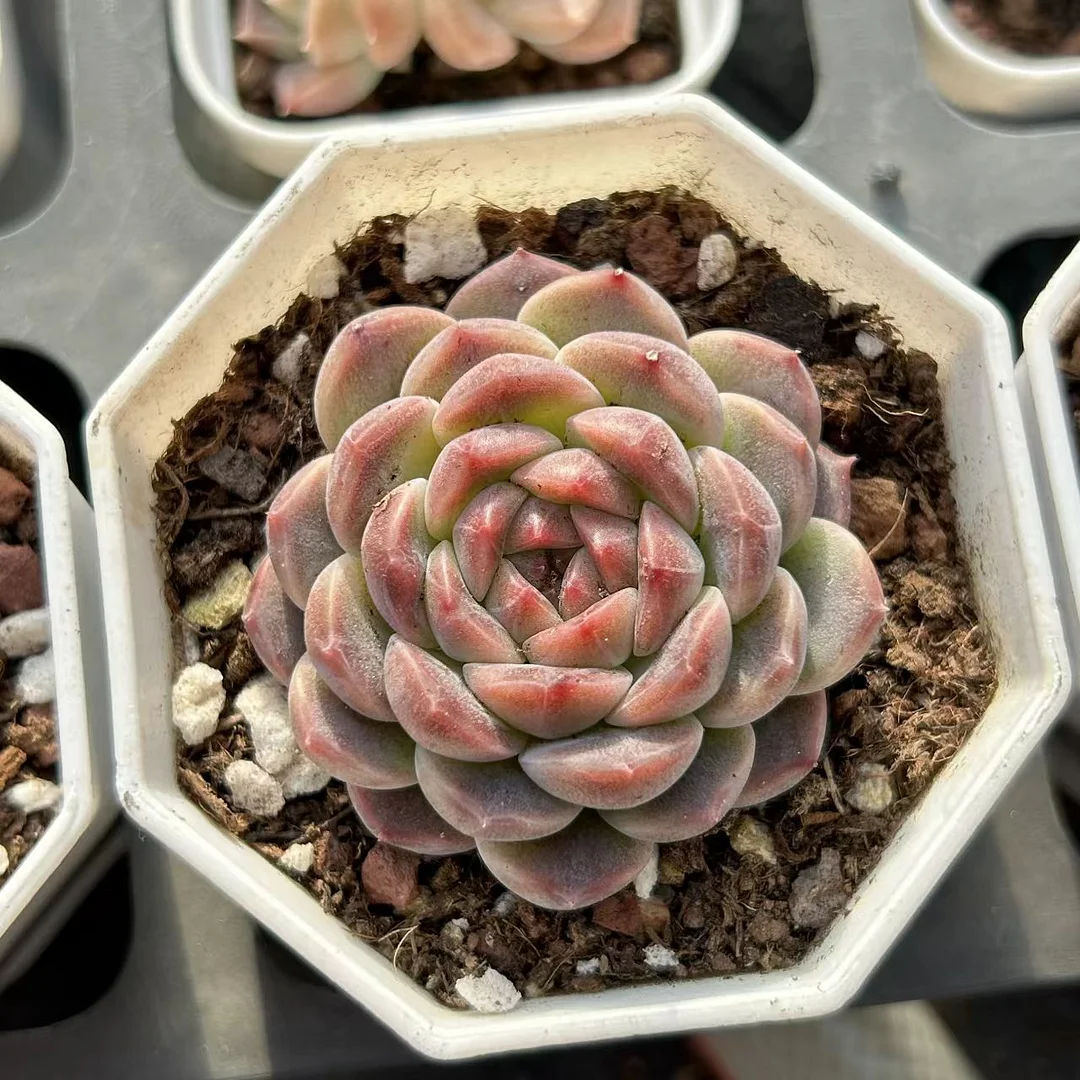 plant Aeonium Echeveria Haworthia  Caudex  Lithops Cactus  Agave 