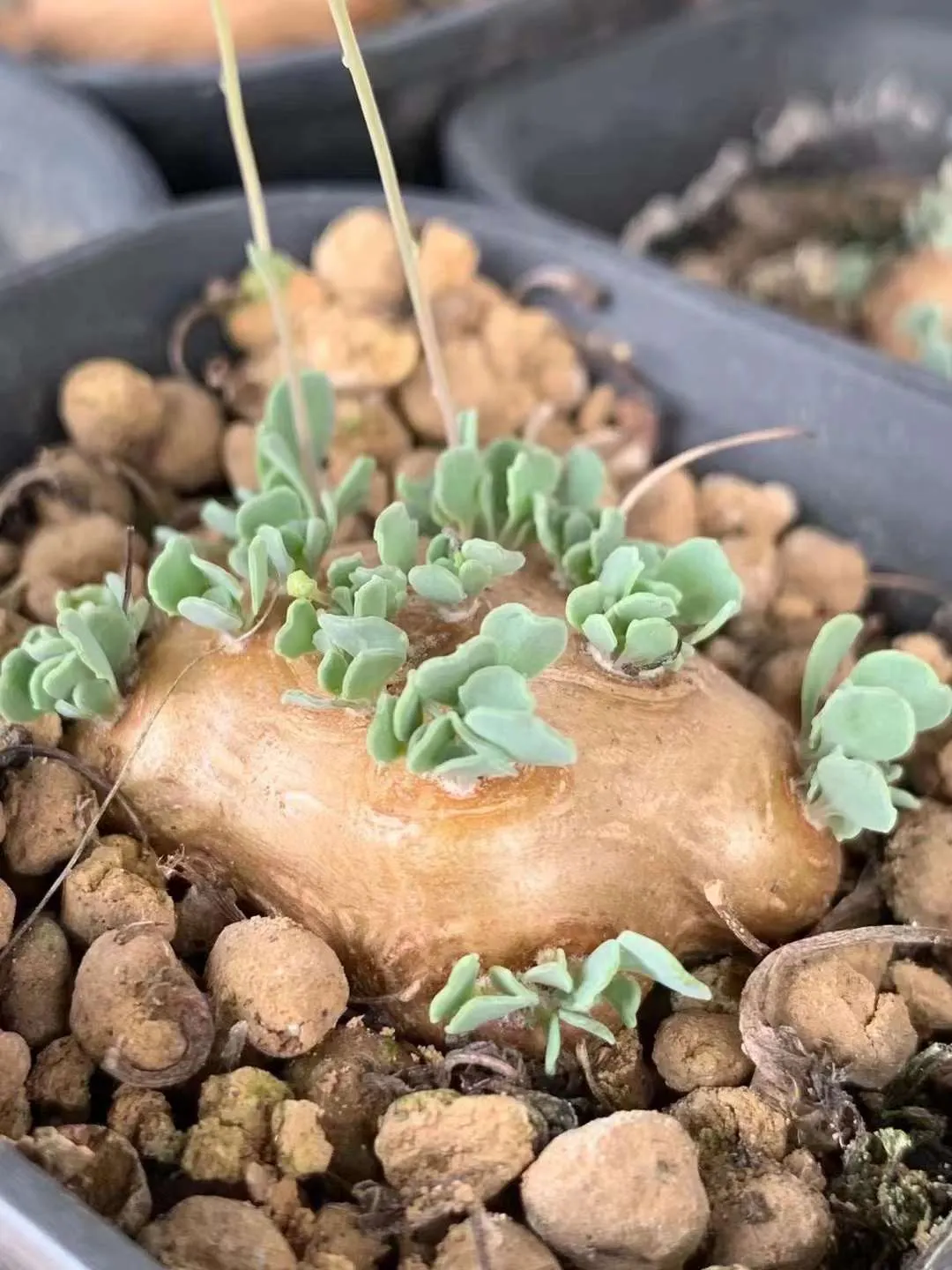 plant Aeonium Echeveria Haworthia  Caudex  Lithops Cactus  Agave 