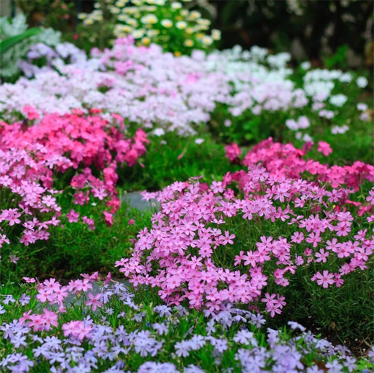 Moss Phlox Seeds - A Carpet of Color for Your Garden
