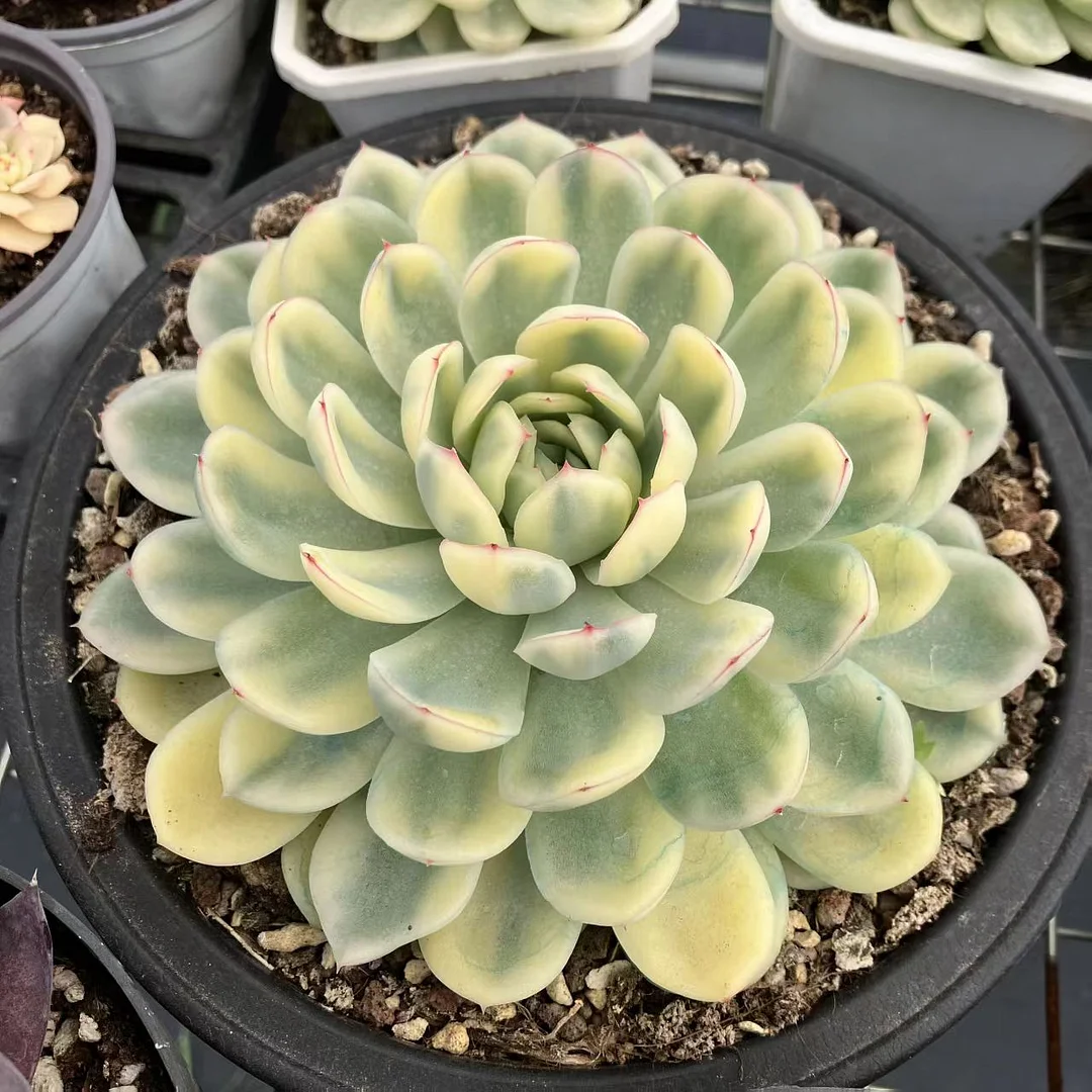 plant Aeonium Echeveria Haworthia  Caudex  Lithops Cactus  Agave 