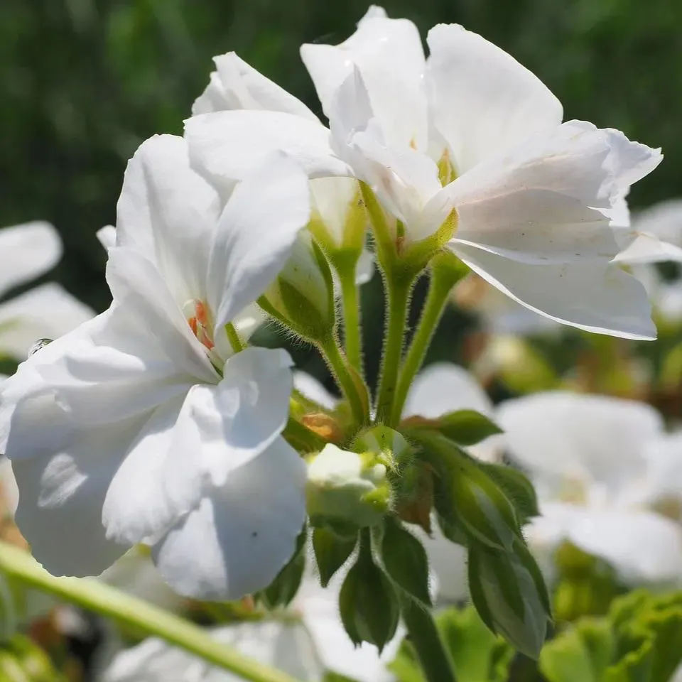 ✨Geranium – The Colorful and Cheerful Fairy of Your Balcony!