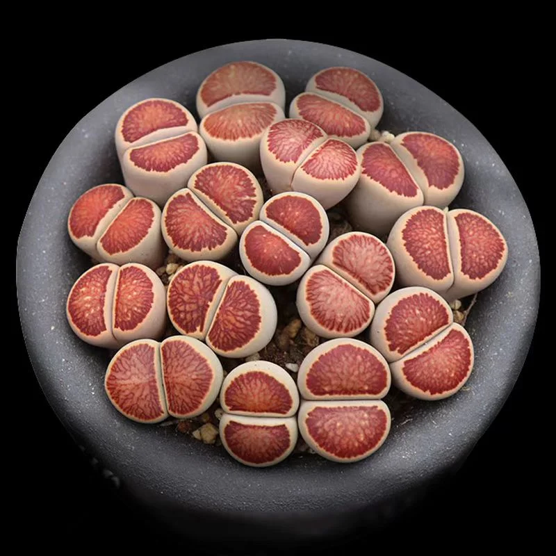 1083. L.kikushogiyoku 1.5-2cm / Lithops and Conophytum  /  Succulent plants / Garden landscape / Carefully select healthy plants