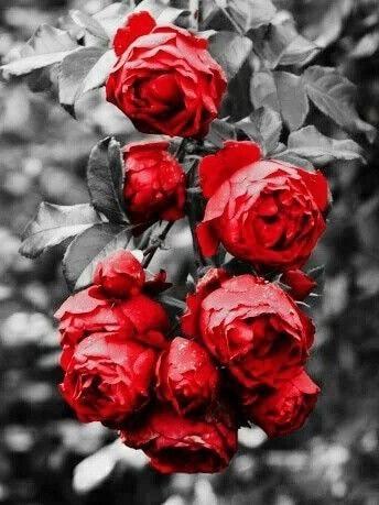 

Garden Red Flower on Black – Paint By Numbers - 40*50CM, 501 Original