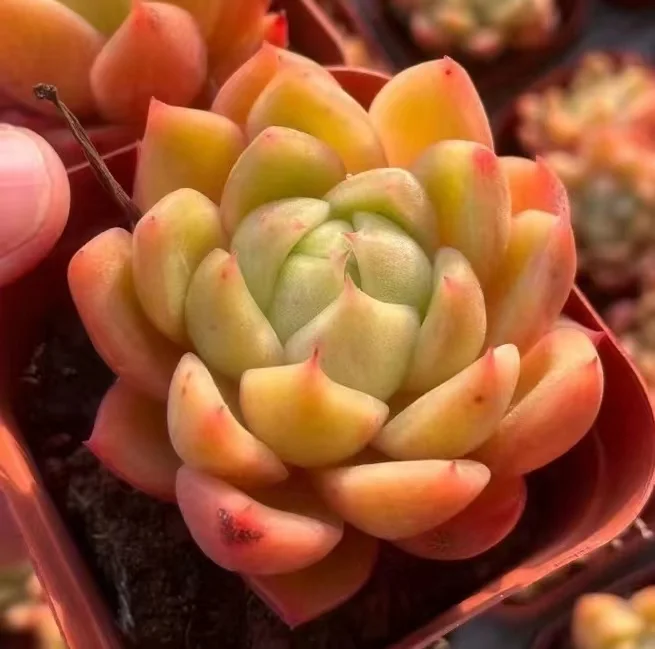 247. Echeveria White rose single head 5-6cm/Echeveria/ Succulent plants/ Garden landscape / Carefully select healthy plants