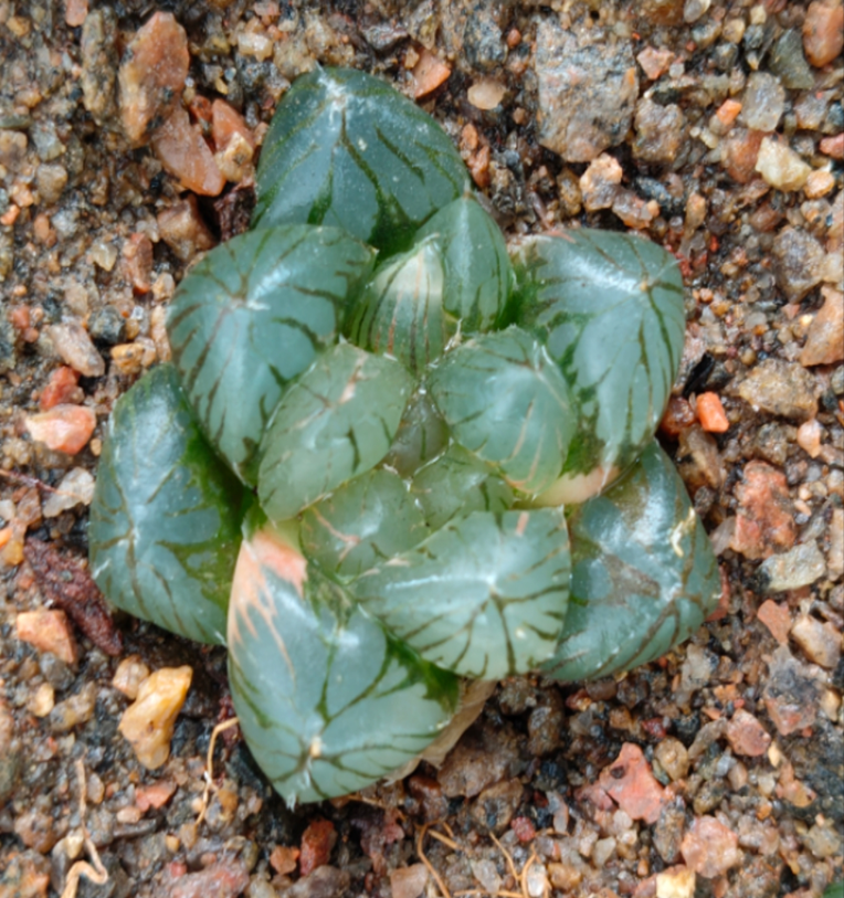 Haworthia15.Haworthia coarctata Bias variegated 3-4cm/ Haworthia/ Succulent plants / Garden landscape / Carefully select healthy plants