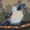 Framed Bird On The Branche-Paint by Numbers Acrylic Painting 20*20CM