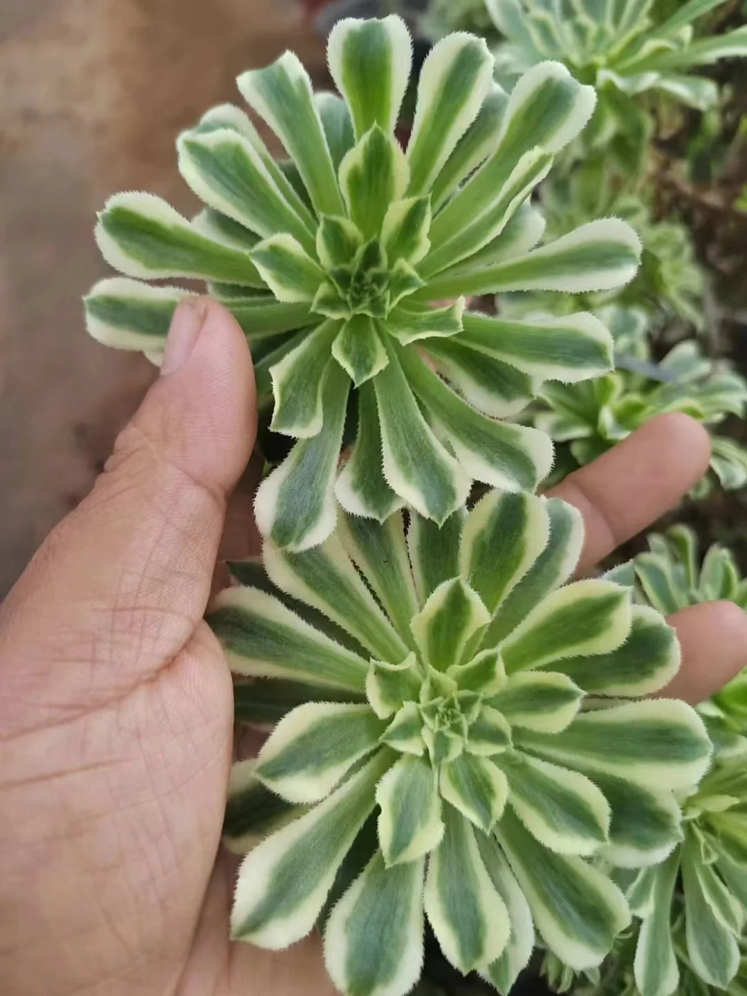 plant Aeonium Echeveria Haworthia  Caudex  Lithops Cactus  Agave 