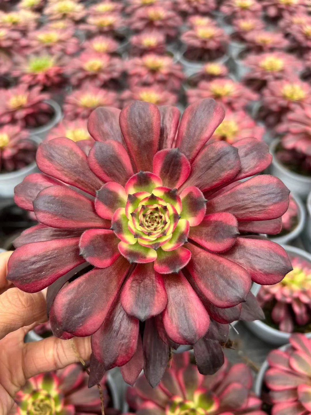   138.  Miki  single head and cutting  / Aeonium / Succulent plants / Garden landscape / Carefully select healthy plants