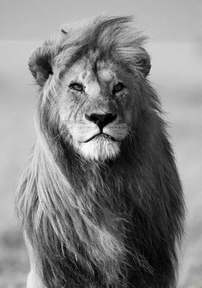 Minimalist Black and White Lion Animal Personality Mural Poster Home Interior Room Bedroom Wall Decoration Canvas Art (no Frame) 712