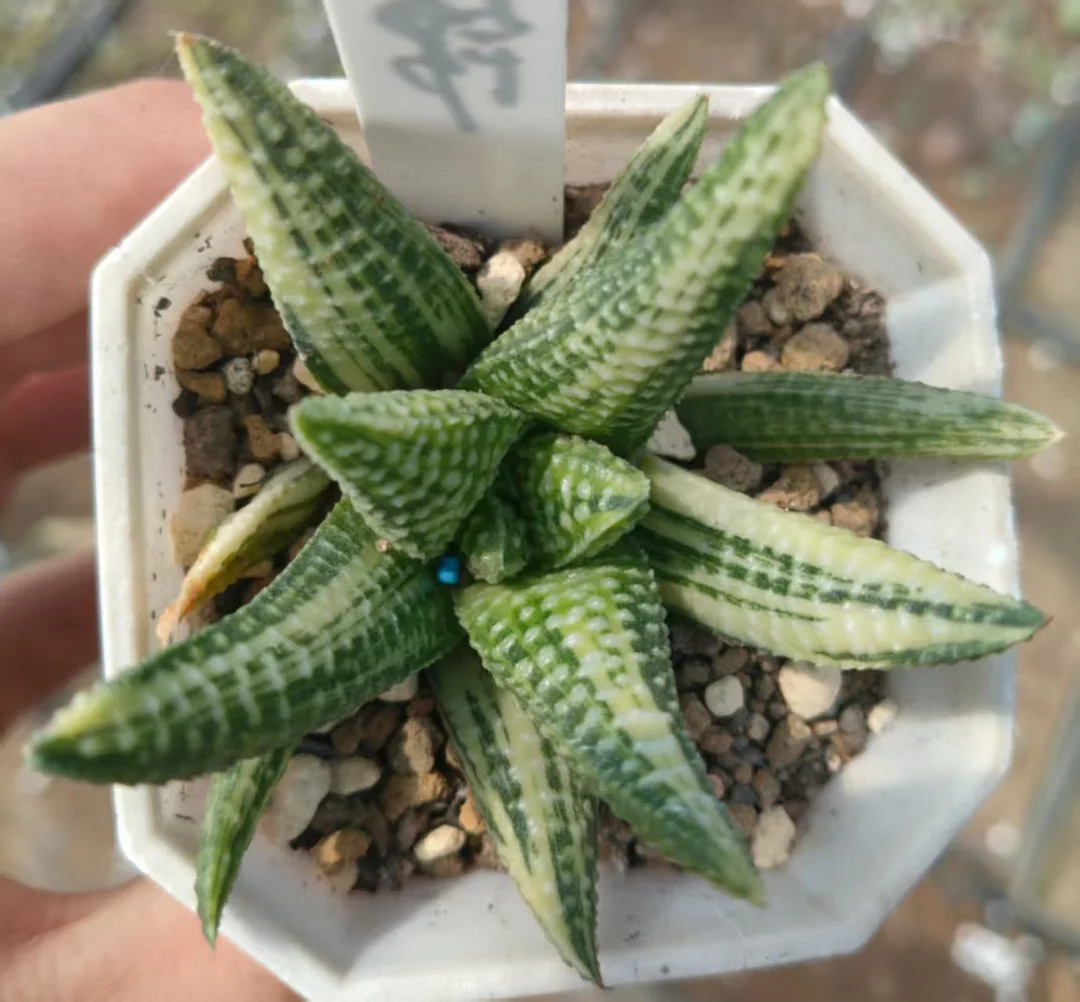 onestock.Haworthia hard leaf hybrid variegata 6cm/ Haworthia/ Succulent plants / Garden landscape / Carefully select healthy plants