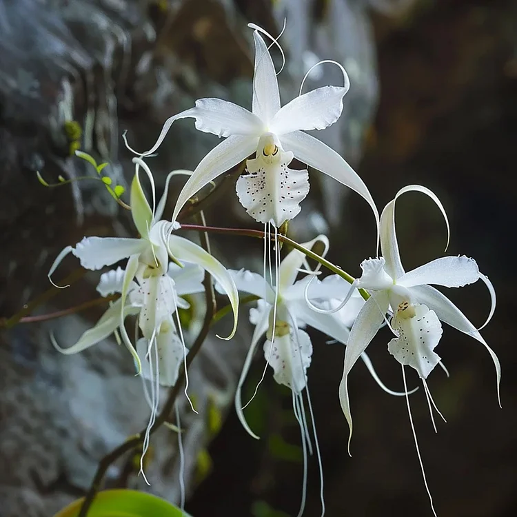 Ghost Orchid Seeds - Rare and Mysterious