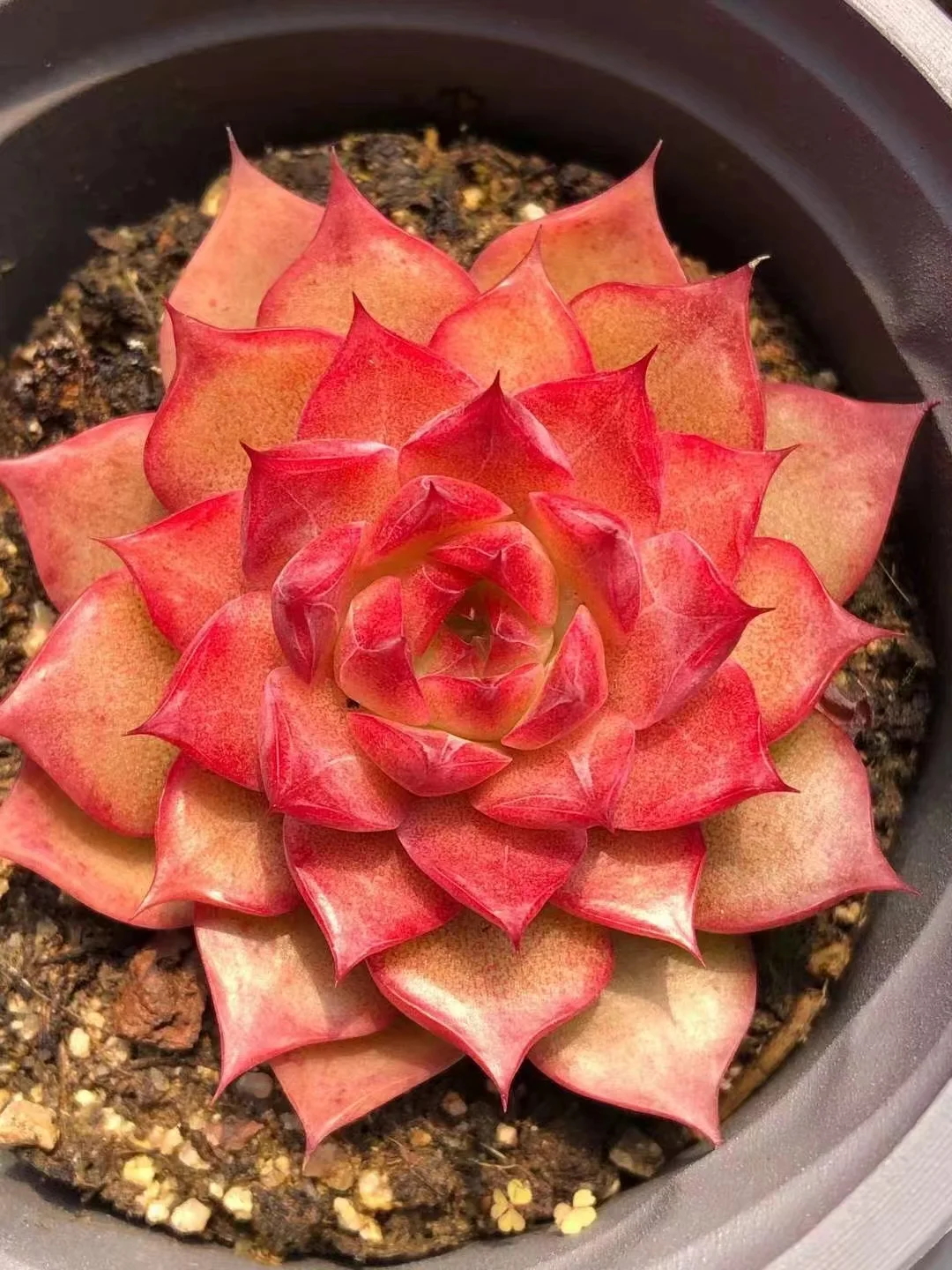 262.Small conch single head 5-6cm / Echeveria / Succulent plants / Garden landscape / Carefully select healthy plants
