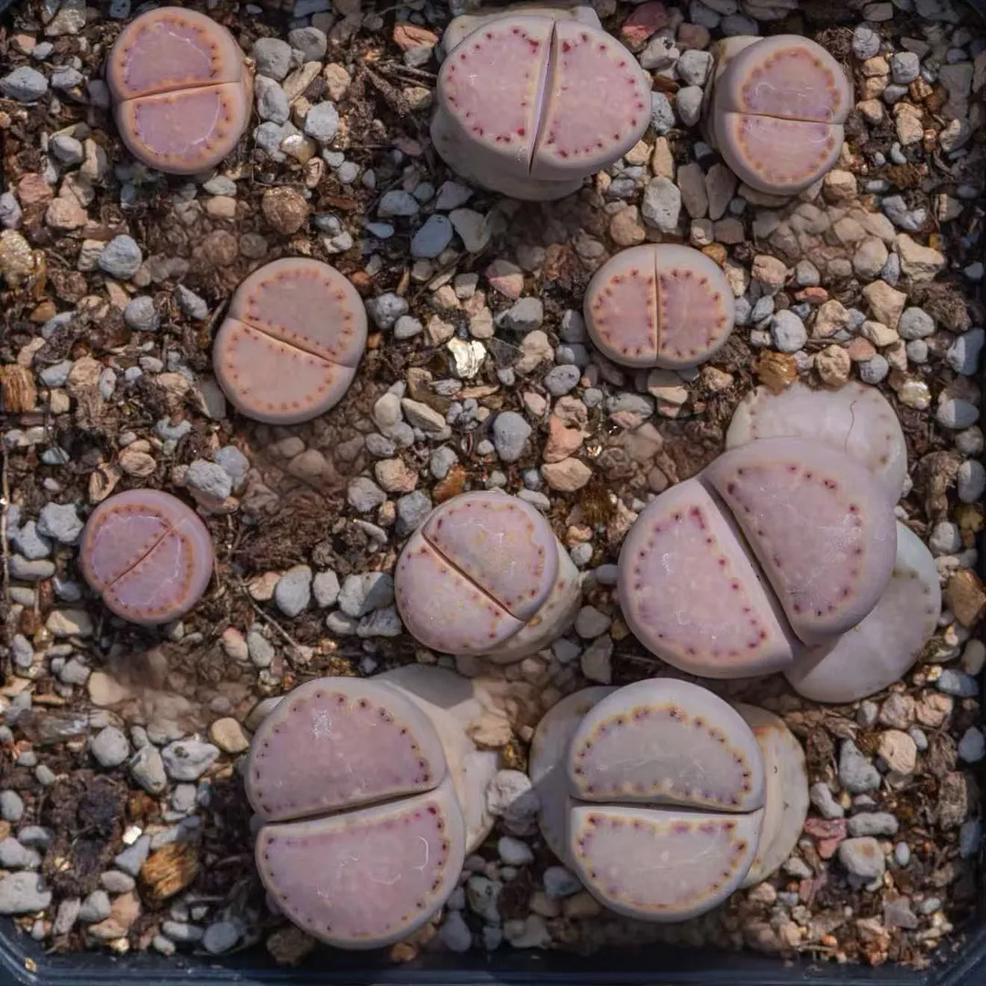 plant Aeonium Echeveria Haworthia  Caudex  Lithops Cactus  Agave 