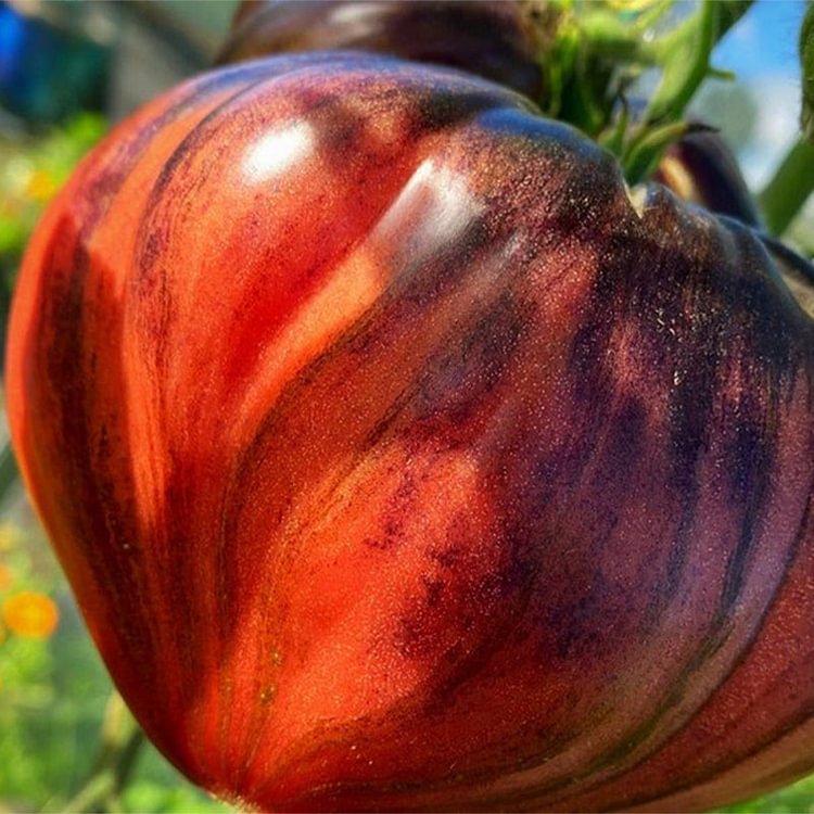 CRUSHED HEART Tomato - Organic Heirloom Seeds