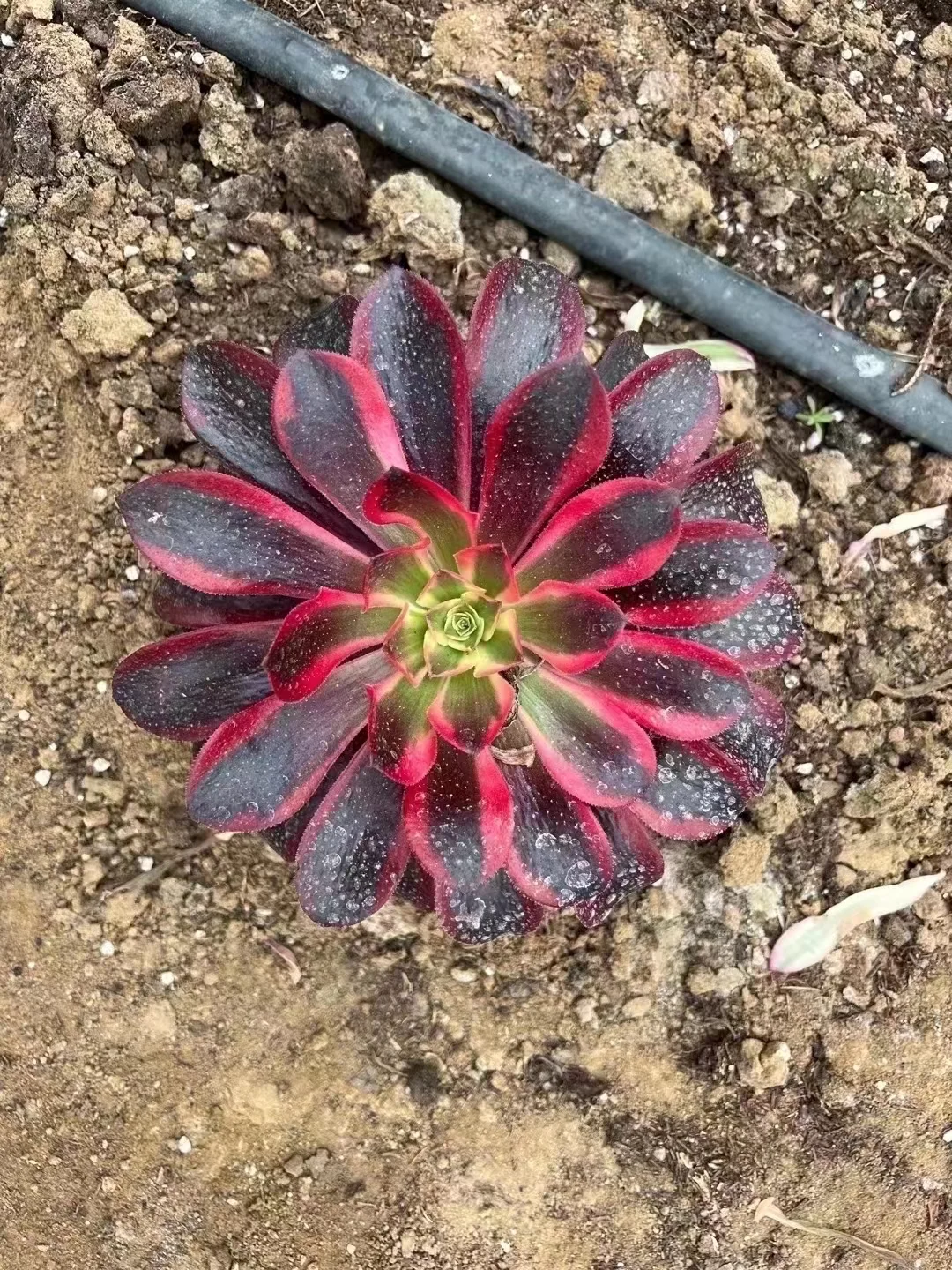 plant Aeonium Echeveria Haworthia  Caudex  Lithops Cactus  Agave 