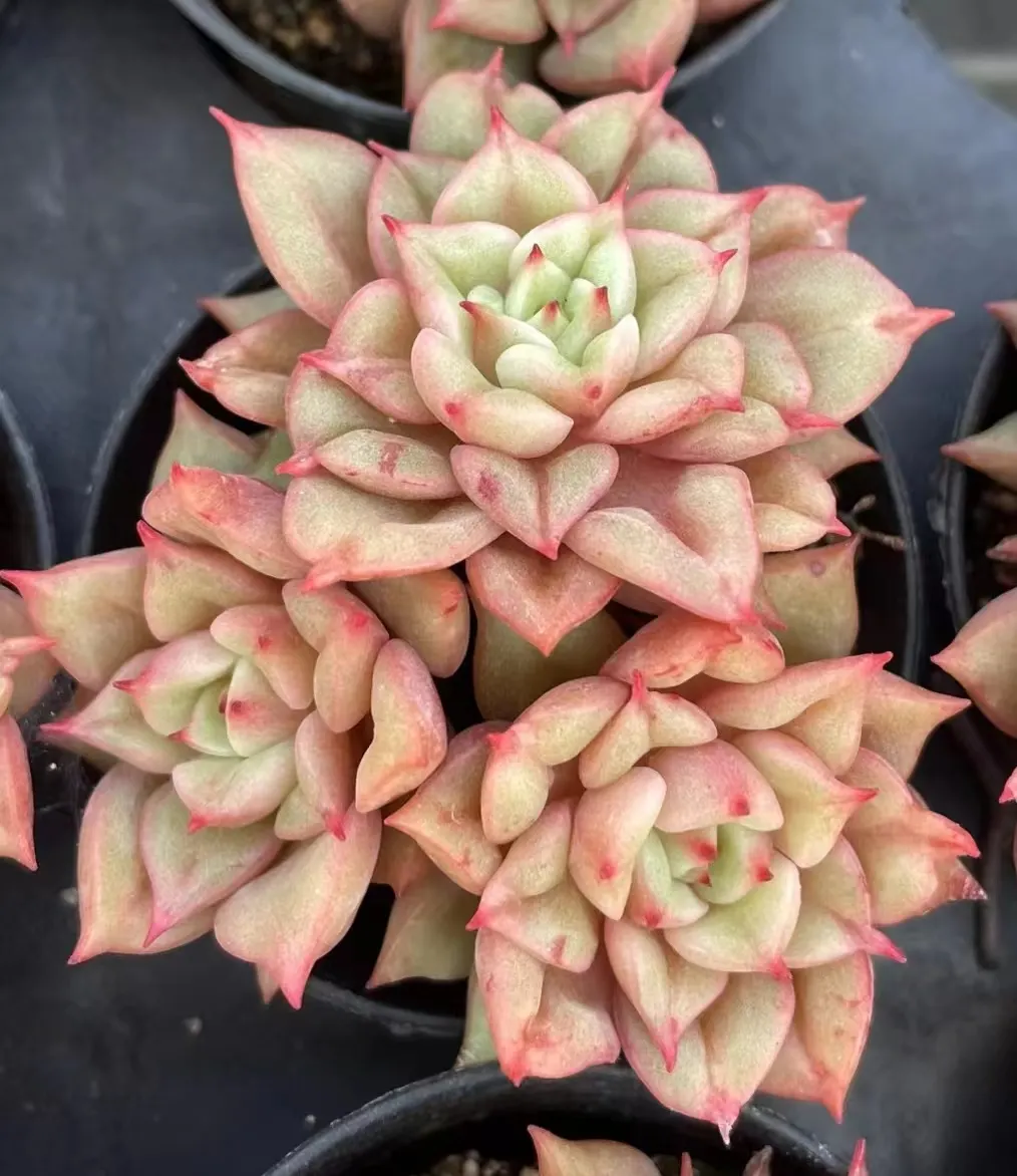 plant Aeonium Echeveria Haworthia  Caudex  Lithops Cactus  Agave 
