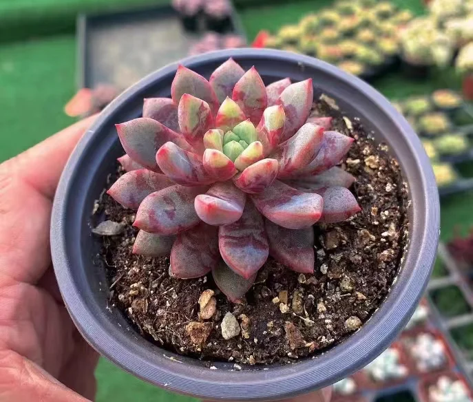 plant Aeonium Echeveria Haworthia  Caudex  Lithops Cactus  Agave 