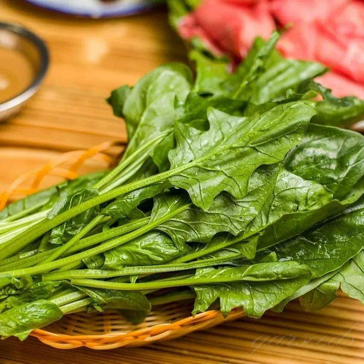 🔥Spinach Seeds🌱 (Heat-Tolerant & Cold-Tolerant Varieties)
