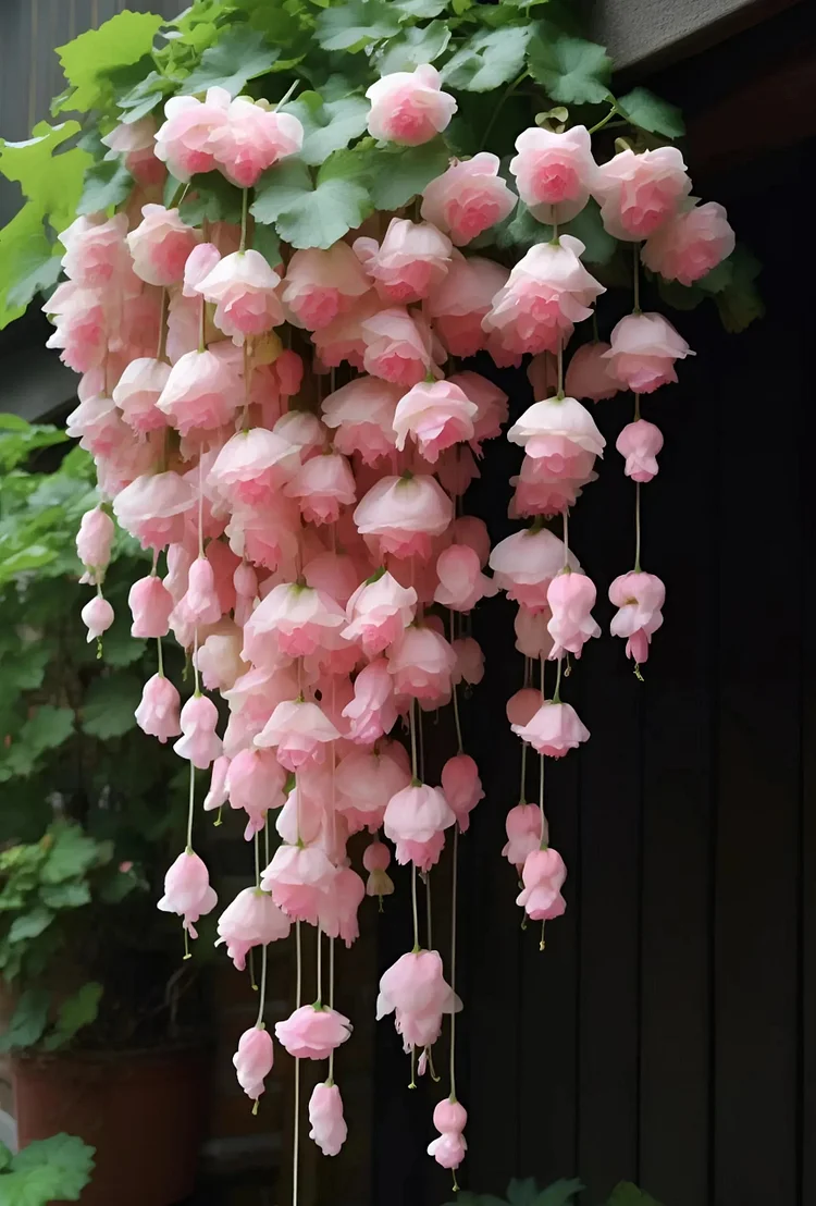 Weeping Begonia Seeds-Malus halliana