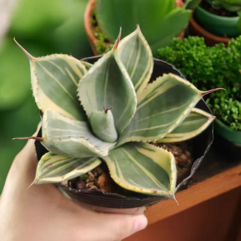 plant Aeonium Echeveria Haworthia  Caudex  Lithops Cactus  Agave 