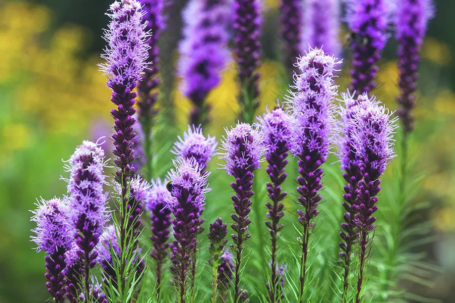 Prairie Blazing Star Seeds🦋