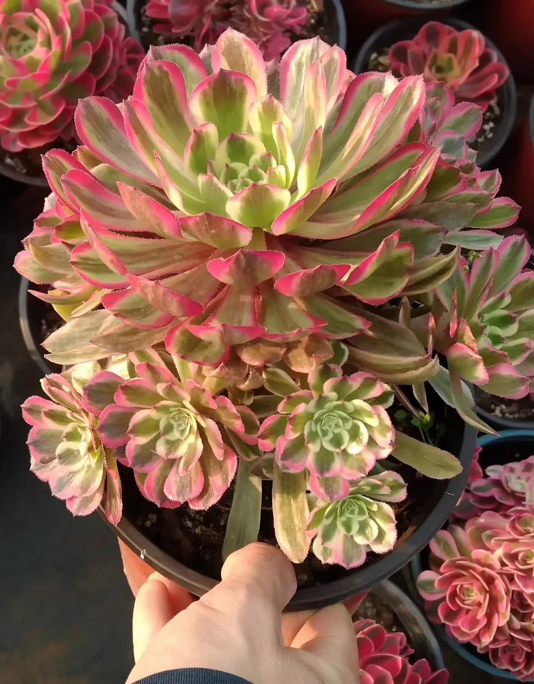 55.  Pink Daisy cluster / Aeonium cluster/ Succulent plants / Garden landscape / Carefully select healthy plants