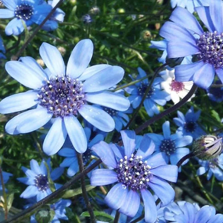 Last Day Promotion 60% OFF💙True Blue Daisy,Kingfisher Daisy(98% Germination)⚡Buy 2 Get Free Shipping