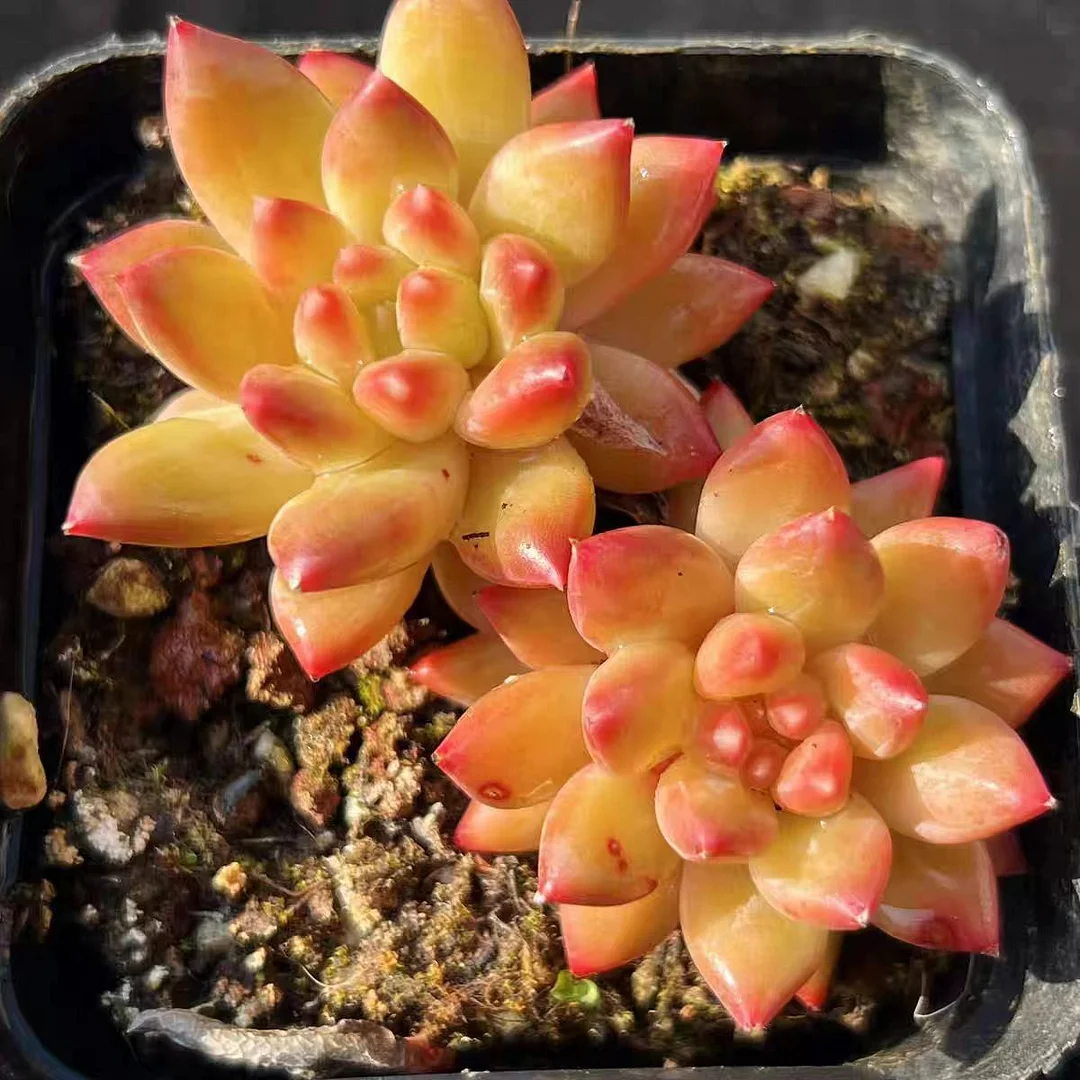 plant Aeonium Echeveria Haworthia  Caudex  Lithops Cactus  Agave 