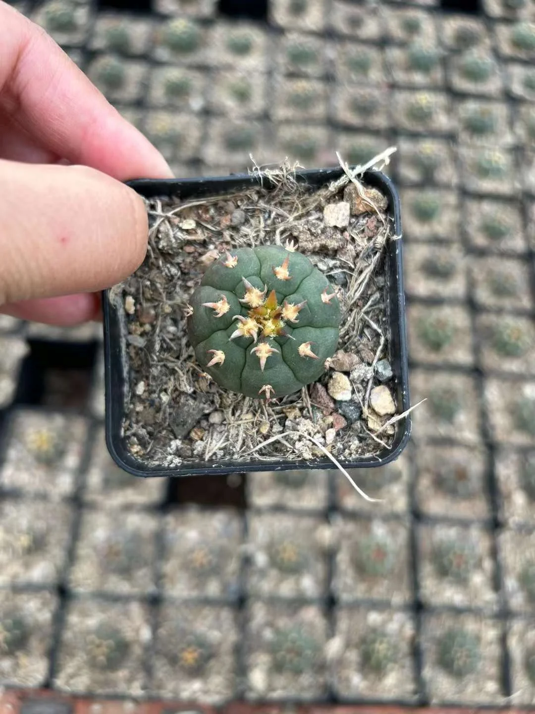 plant Aeonium Echeveria Haworthia  Caudex  Lithops Cactus  Agave 