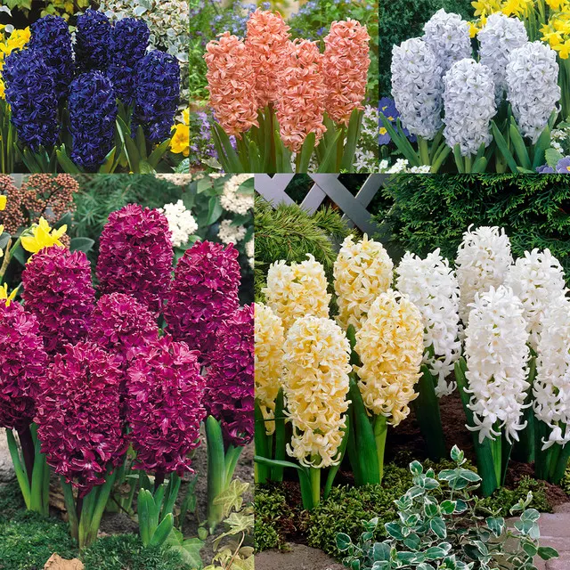 Mixed Color Hyacinth Seeds