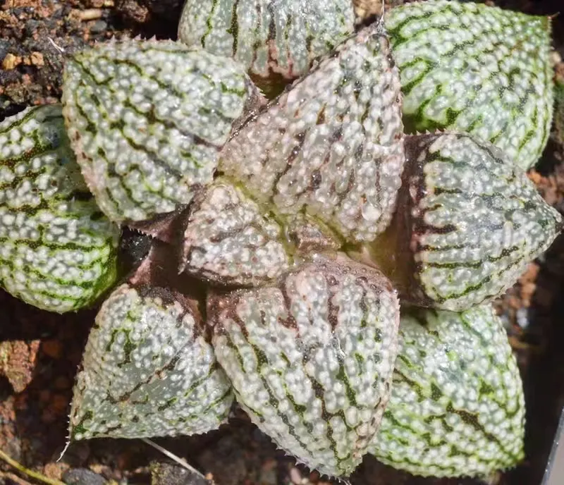 plant Aeonium Echeveria Haworthia  Caudex  Lithops Cactus  Agave 