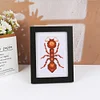 8pcs Insect DIY Mini Round Diamond Painting Set 12x17cm